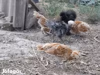 Датская несушка — фото 3