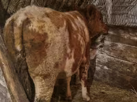 Býk, Simmental cattle — foto 3