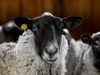 Kos, Romanov sheep — 4. fotó