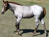 Kanca, Quarter Horse — 2. fotó