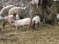 Schaf, Racka sheep — Foto 6
