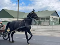 Caballo, Nonius horse — foto 8