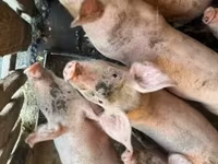 मादा सूअर, सूअर — फ़ोटो 2