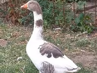 Geese — 照片 1