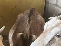Cabras (lote, sexo no especificado), Alpine goat — foto 2