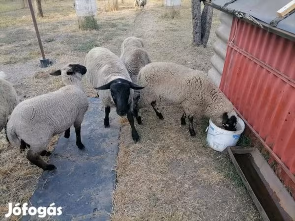 भेड़, White Suffolk sheep
