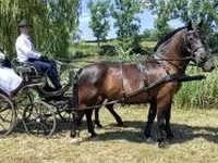 حصان, Hungarian horse breed — الصورة 4