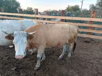 Vaca, Swiss cattle — foto 8