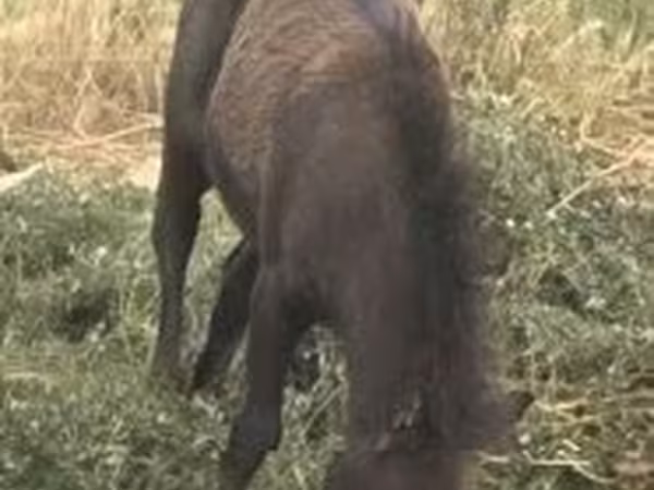Jument, Chevaux
