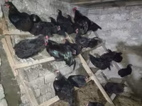 Australorp — photo 7