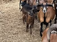 Schaf, Cameroon sheep — Foto 4
