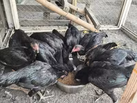 Chickens — 5. fotó