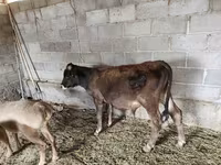 Toro, Brown Latvian — foto 4