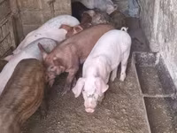 Schweine (Partie, Geschlecht nicht angegeben), Дюрок — Foto 3