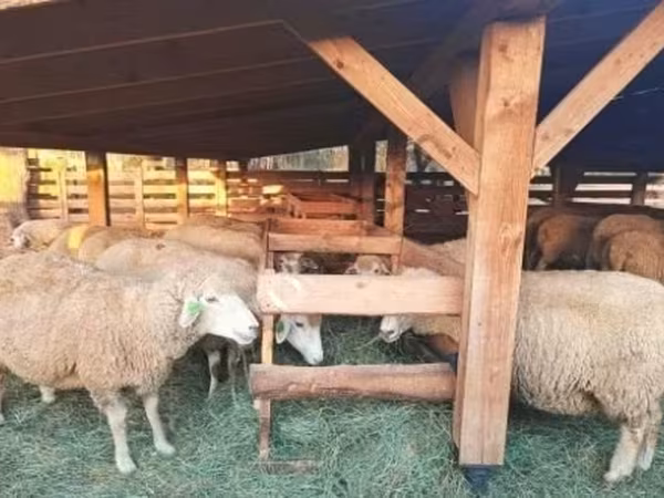 Sheep (batch, sex not specified), Sheep