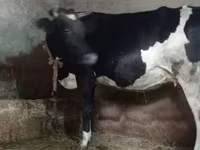 Cow, Russian Black pied cattle — photo 2