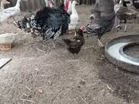 Turkeys — foto 3