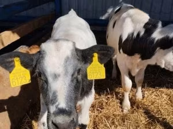 Bika, Russian Black pied cattle — Magyarország