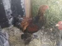 Brahma — foto 1