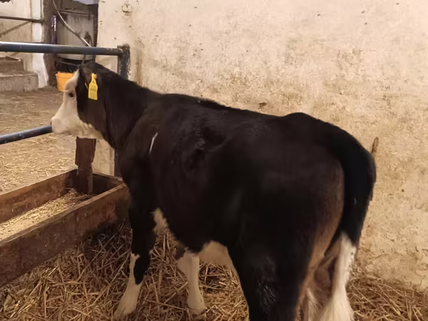 Tehén, Aberdeen-Angus