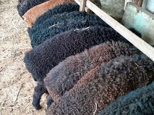 Beran, Arabi sheep