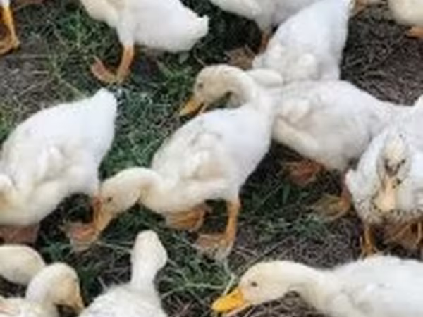 Német Pekin