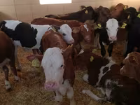 Cattle (batch, sex not specified), Simmental cattle — photo 6
