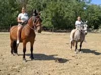Mare, Horses — photo 1