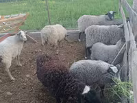 Kos, Romanov sheep — 3. fotó