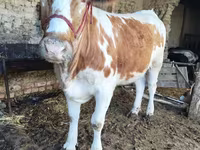 Byk, Simmental cattle — zdjęcie 1
