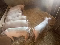 母猪, Pigs — 照片 5