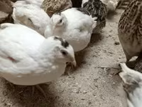 Quails — photo 6