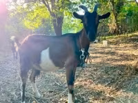母山羊, Goats — 照片 5