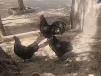 Australorp — Foto 2