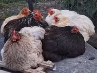 Chickens — foto 1