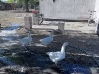 Geese — zdjęcie 3