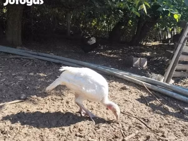 Turkeys — 匈牙利