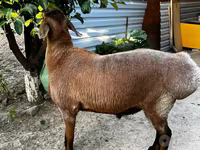 Juhok (tétel, nem megadva), Juhok — 2. fotó