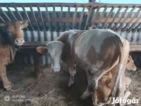 Toro, Vaca Limousin — foto 1