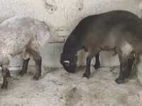 Kos, Juhok — 3. fotó