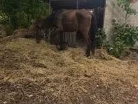 Égua, Cavalos — foto 3