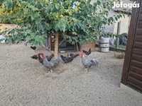 Chickens — Foto 2