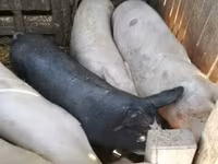 मादा सूअर, Крупная белая — फ़ोटो 5