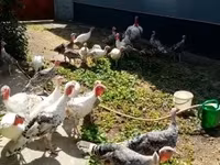 Turkeys — photo 4