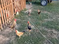 Chickens — foto 3