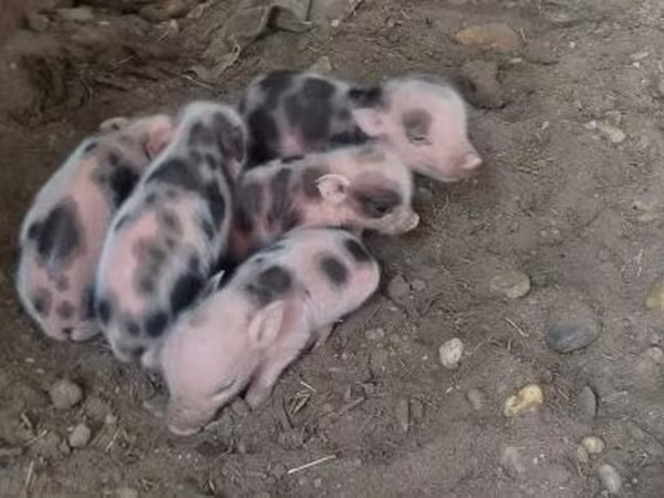 Prasata (šarže, pohlaví neuvedeno), Prasata — Maďarsko