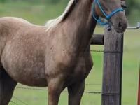 Hing, Black Sea breed — 3. fotó