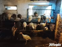 Turkeys — Foto 2