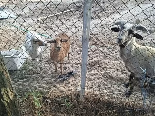 Oveja, Cameroon sheep — Hungría