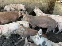Sow, Pigs — photo 3
